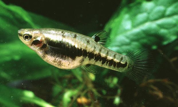 Heterandria Least Killifish Heterandria formosa FactSheet