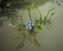 Heteranthera limosa httpsuploadwikimediaorgwikipediacommonsthu