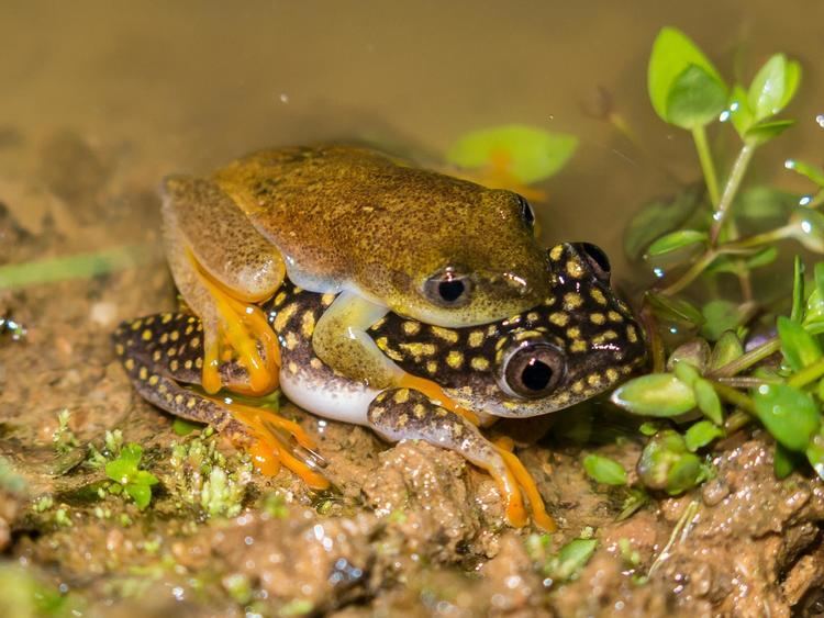 Heterixalus alboguttatus Frogs in Madagascar FROG BLOG MANCHESTER