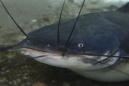 Heterobranchus Heterobranchus longifilis Vundu Seriously Fish