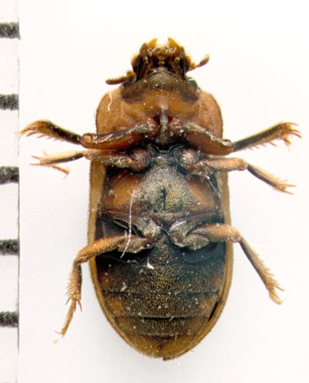 Heteroceridae Heteroceridae ventral Augyles BugGuideNet