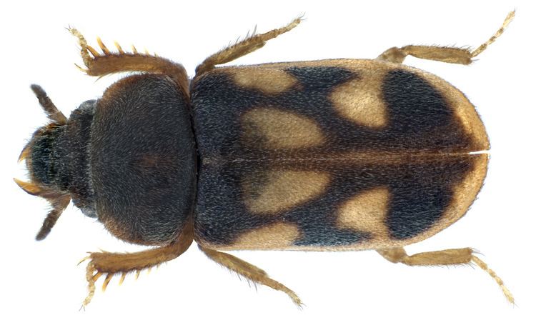 Heteroceridae Variegated Mudloving Beetles Family Heteroceridae iNaturalistorg