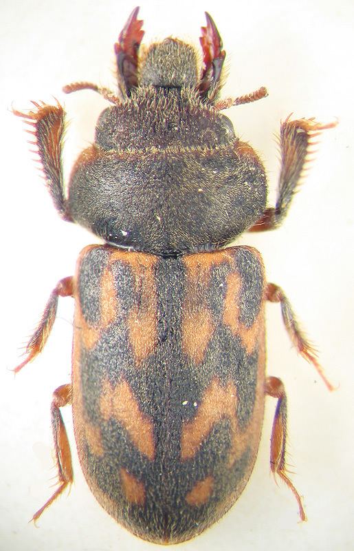 Heteroceridae Heterocerus parallelus Gebler 1830 Heteroceridae