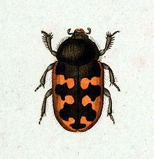Heteroceridae httpsuploadwikimediaorgwikipediacommonsthu