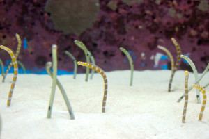 Heterocongrinae Tending the Ocean Garden Garden Eels