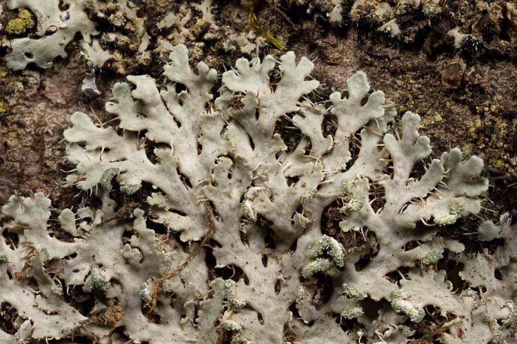 Heterodermia lichenHeterodermia speciosa Ohio Moss and Lichen Association