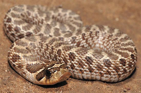 Heterodon Snake Species Heterodon nasicus kennerlyi Mexican Hognosed Snake