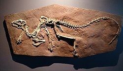 Heterodontosauridae Heterodontosauridae Wikipedia