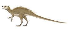 Heterodontosauriformes httpsuploadwikimediaorgwikipediacommonsthu