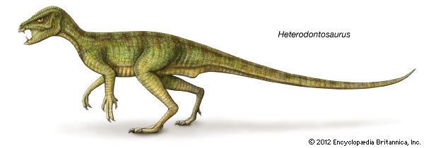 Heterodontosaurus Heterodontosaurus Kids Encyclopedia Children39s Homework Help