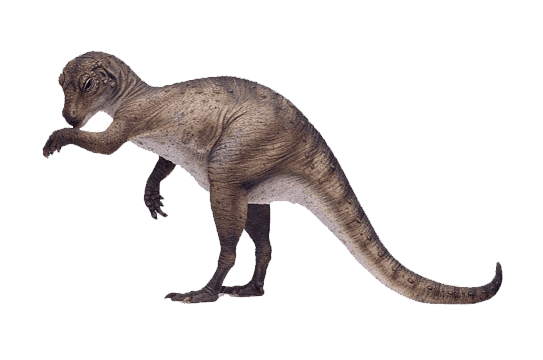 Heterodontosaurus Heterodontosaurus Prehistoric life
