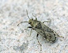 Heterogaster httpsuploadwikimediaorgwikipediacommonsthu