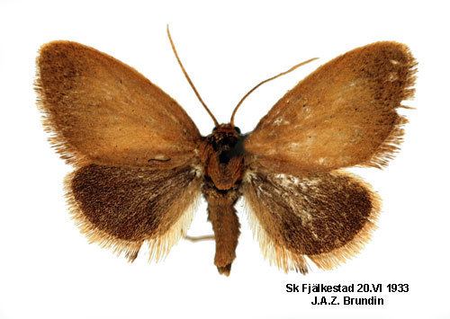 Heterogenea asella Heterogenea asella Insecta Lepidoptera Zygaenoidea