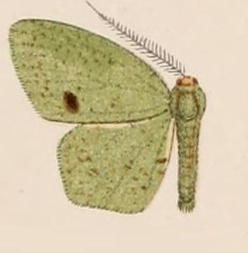 Heterolocha hypoleuca