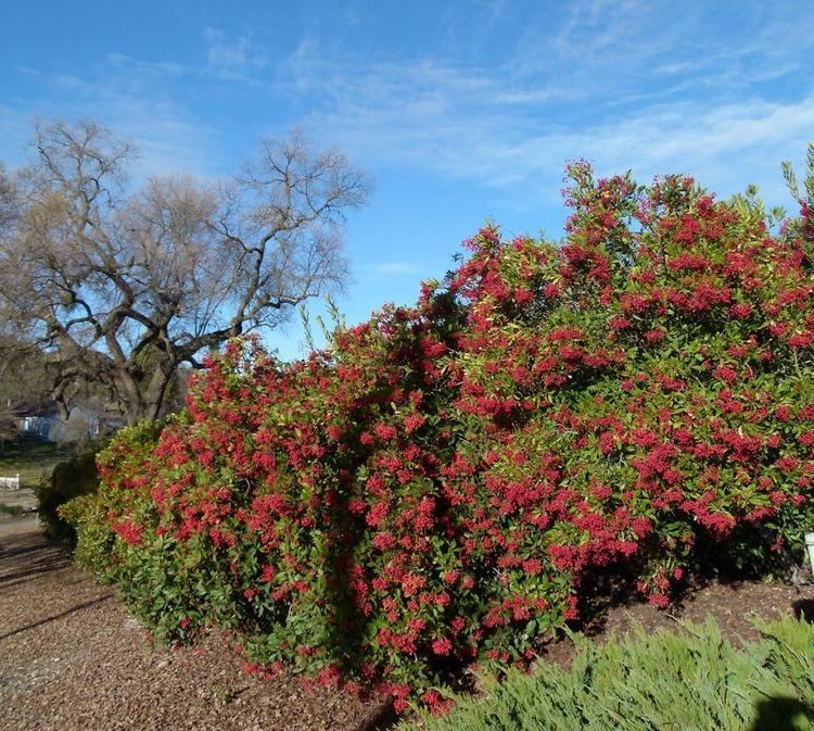 Heteromeles Heteromeles arbutifolia Toyon