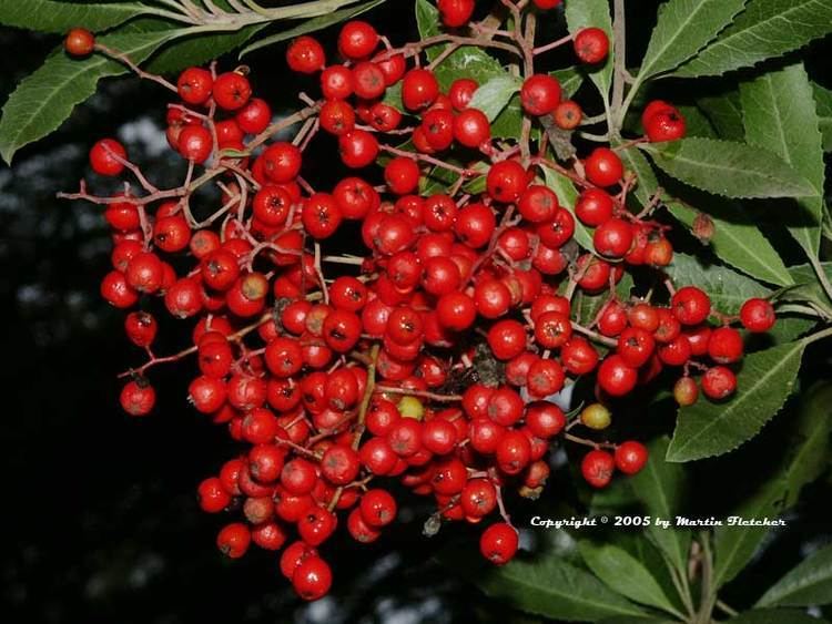 Heteromeles Heteromeles arbutifolia Toyon California Gardens