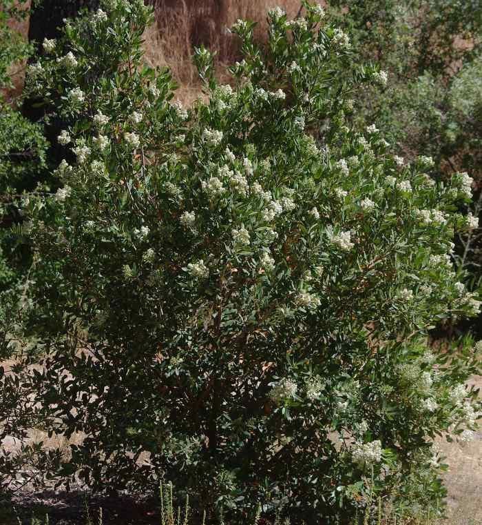 Heteromeles Heteromeles arbutifolia Toyon