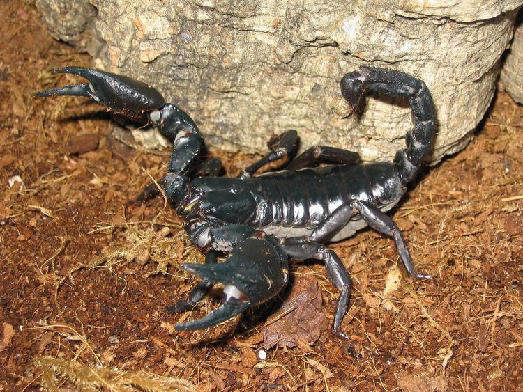 Heterometrus laoticus Heterometrus laoticus Scorpion Coolsox Flickr