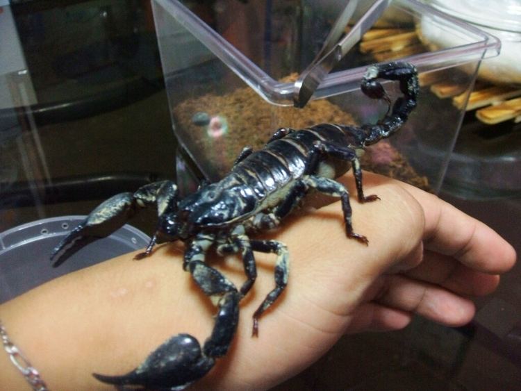 Heterometrus longimanus Tarantulas and Scorpions boyetus