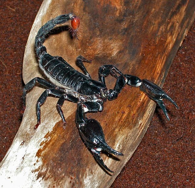 Heterometrus longimanus Heterometrus longimanus Herbst 1800 Asian Forest scorpion