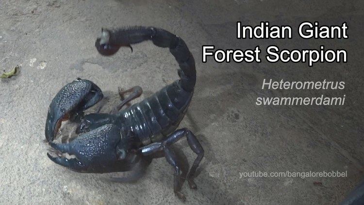 Heterometrus swammerdami Today39s guest A Giant Forest Scorpion Heterometrus swammerdami