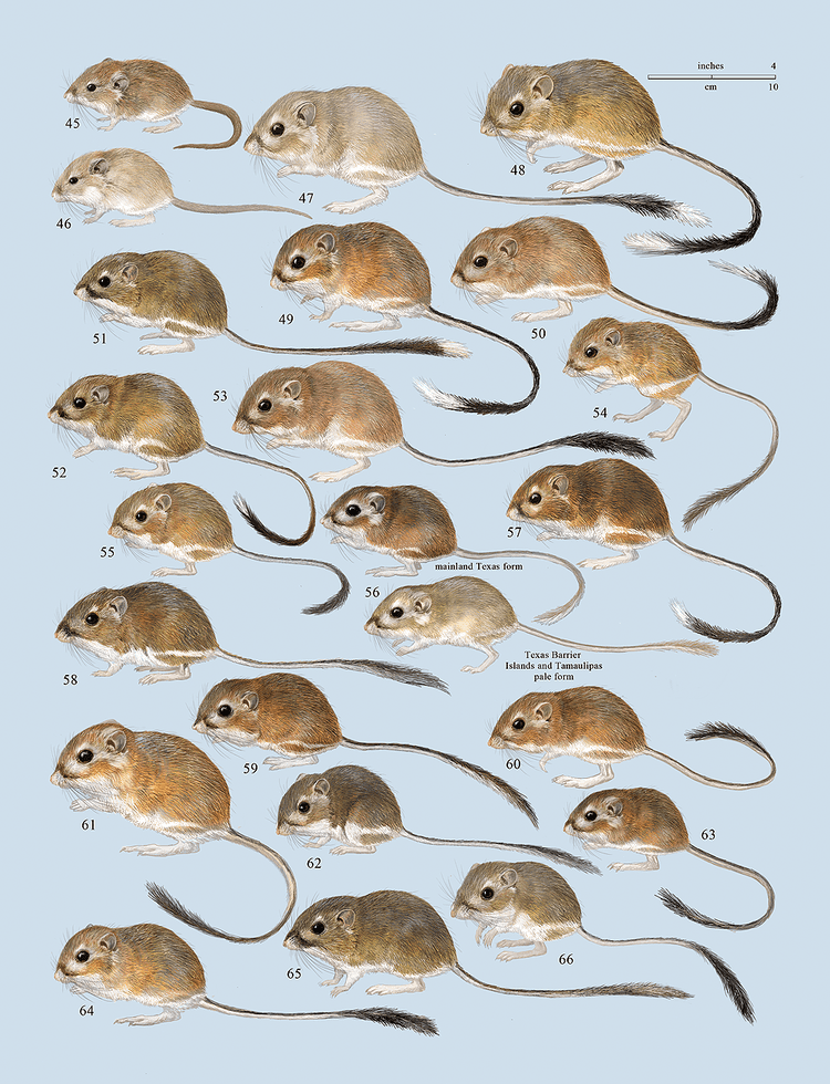 Heteromyidae Plates Lynx Edicions