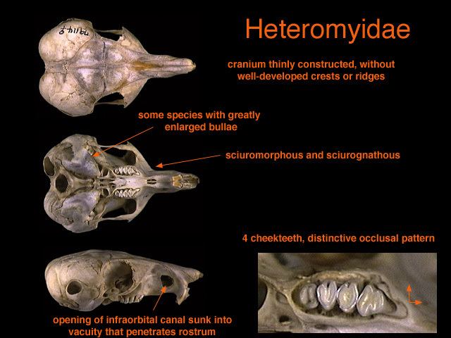 Heteromyidae Rodents Rabbits