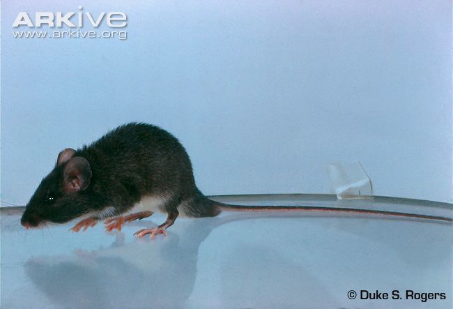 Heteromys Nelson39s spiny pocket mouse videos photos and facts Heteromys
