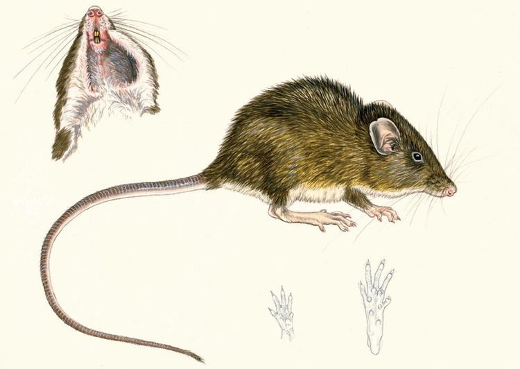 Heteromys A New Montane Species of Spiny Pocket Mouse Rodentia Heteromyidae
