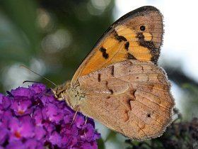 Heteronympha merope Website of Tobias Westmeier Nature Butterflies of Australia