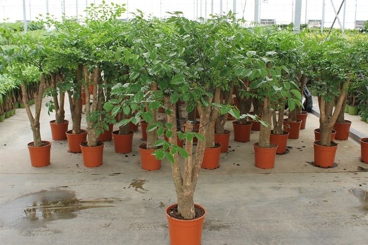 Heteropanax HETEROPANAX FRAGRANS POT 27 Indoor Green Plants Florpagano di