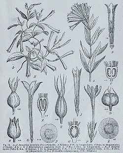 Heterophyllaea httpsuploadwikimediaorgwikipediacommonsthu