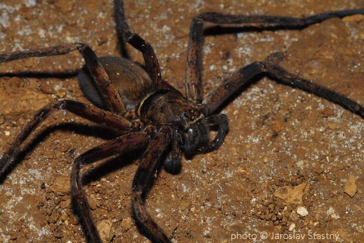 Heteropoda Giant Huntsman Spider Heteropoda maxima