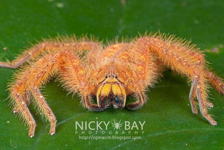 Heteropoda davidbowie Huntsman Spider Heteropoda davidbowie DSC5844 Flickr