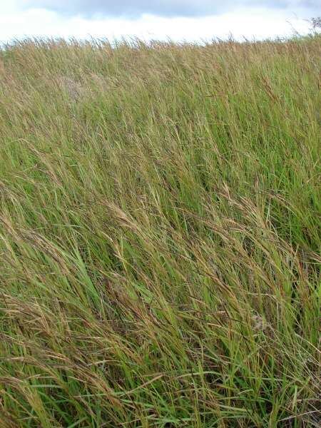 Heteropogon bunched spear grass 8750 English common name Heteropogon contortus