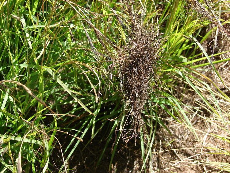 Heteropogon Heteropogon Wikipedia