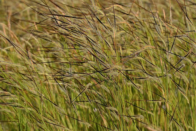 Heteropogon Heteropogon contortus Images Useful Tropical Plants