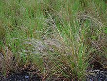 Heteropogon Heteropogon contortus Wikipedia