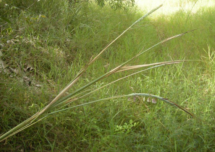 Heteropogon Heteropogon Wikiwand