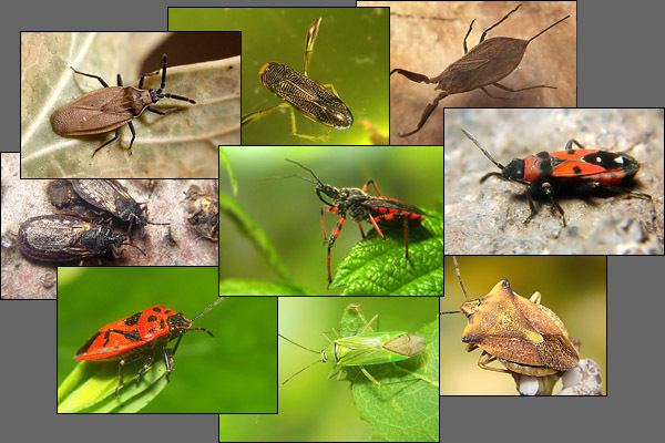 Heteroptera Heteroptera Bug Photo Gallery Foto Galerie Wanzen