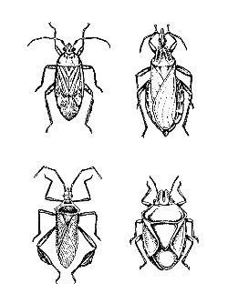 Heteroptera ENT 425 General Entomology Resource Library Compendium
