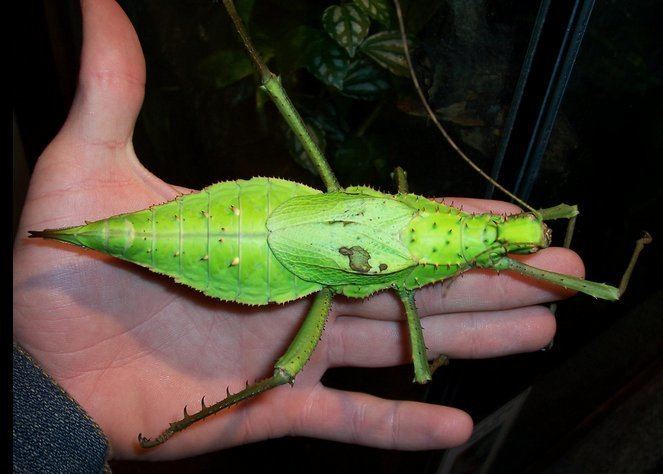 Heteropteryx dilatata Meet the Jungle Nymph the Heaviest Stick Insect in the World That