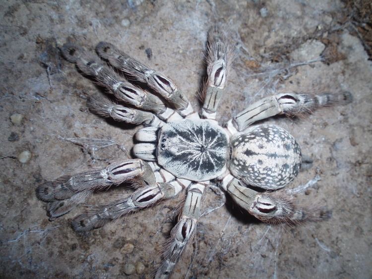 Heteroscodra Heteroscodra maculata Big Beautiful Spiders Pinterest