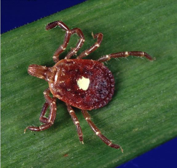 Heterostigmatina