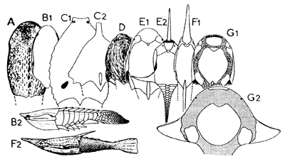 Heterostraci Palaeos Vertebrates Pteraspidomorphi Heterostraci