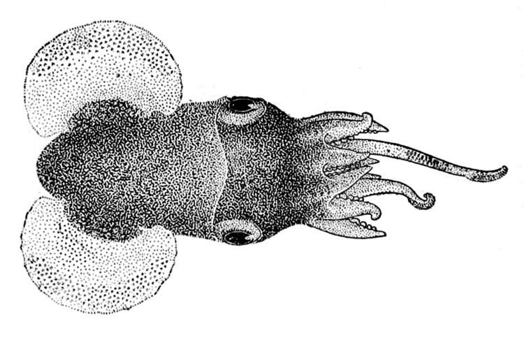 Heteroteuthis hawaiiensis
