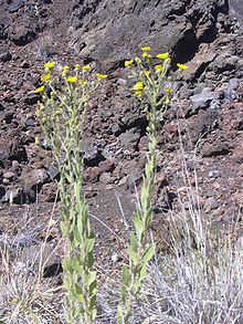 Heterotheca grandiflora httpsuploadwikimediaorgwikipediacommonsthu