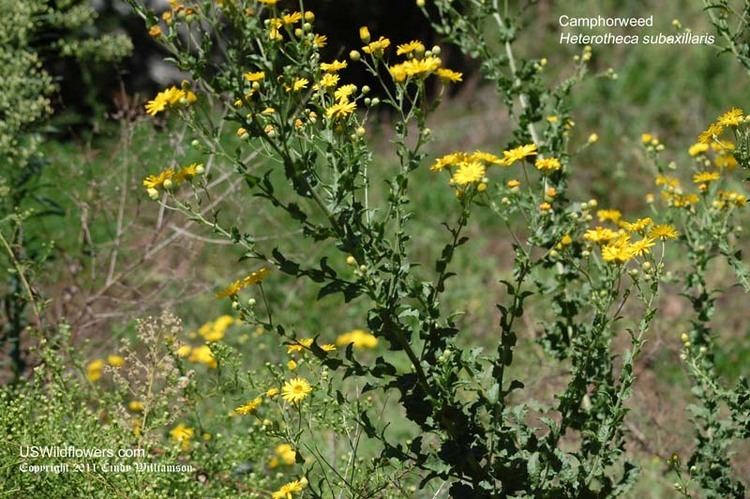 Heterotheca subaxillaris US Wildflower Camphorweed Camphor Weed False Goldenaster