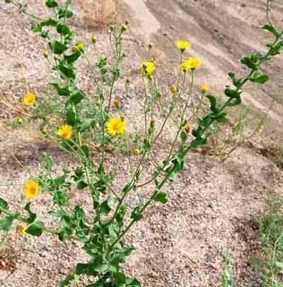 Heterotheca subaxillaris Camphor Weed in the Sonoran Desert