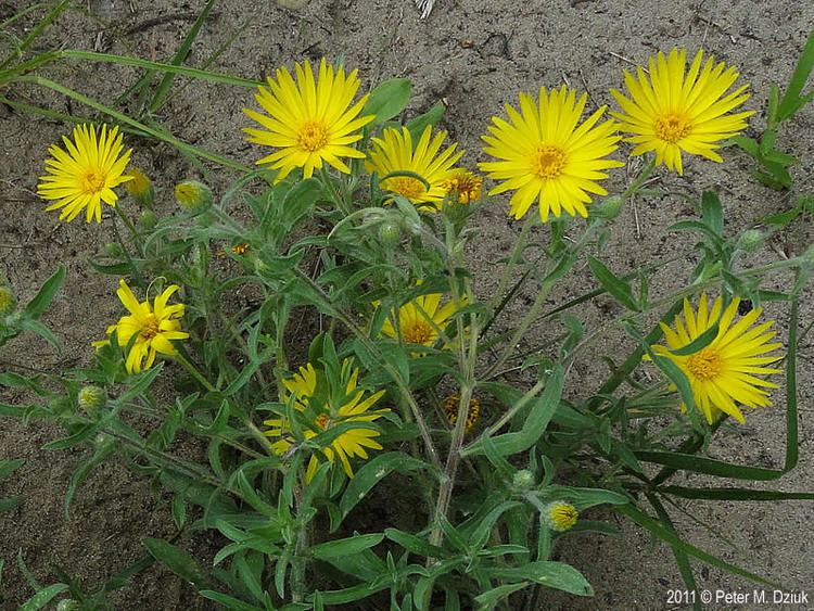 Heterotheca villosa Heterotheca villosa Hairy False Goldenaster Minnesota Wildflowers